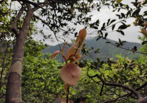 闰二月十三是“三卯相遇日，上坟好日子”，最怕一场雨：有啥说法