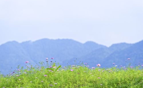 马上清明，老话“清明泼火雨，旱到夏至节”：清明下雨啥预兆？