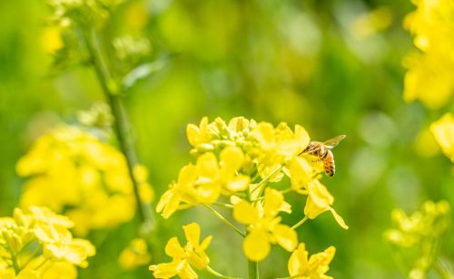 马上清明，老话“清明泼火雨，旱到夏至节”：清明下雨啥预兆？