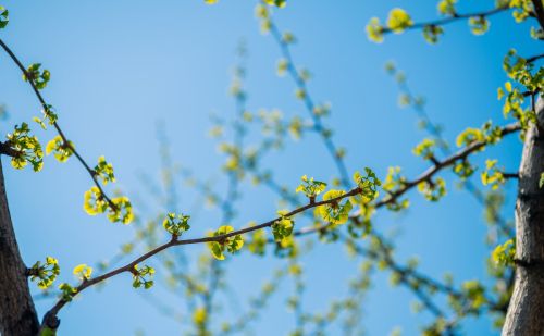 马上清明，老话“清明泼火雨，旱到夏至节”：清明下雨啥预兆？