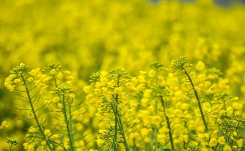 马上清明，老话“清明泼火雨，旱到夏至节”：清明下雨啥预兆？