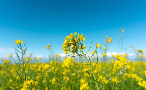 马上清明，老话“清明泼火雨，旱到夏至节”：清明下雨啥预兆？