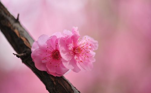 二月三十春分：春分是晴天好，还是阴天下雨好？谚语里早有说明