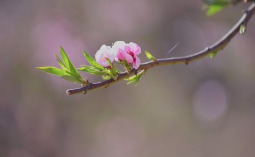 二月三十春分：春分是晴天好，还是阴天下雨好？谚语里早有说明