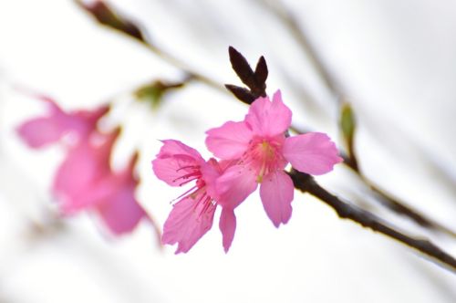 二月三十春分：春分是晴天好，还是阴天下雨好？谚语里早有说明