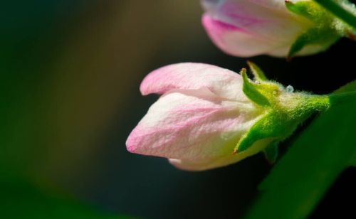 二月十二花朝节，曾经最浪漫的传统节日：寓意风调雨顺，子孙绵延