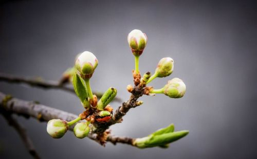 二月十二花朝节，曾经最浪漫的传统节日：寓意风调雨顺，子孙绵延