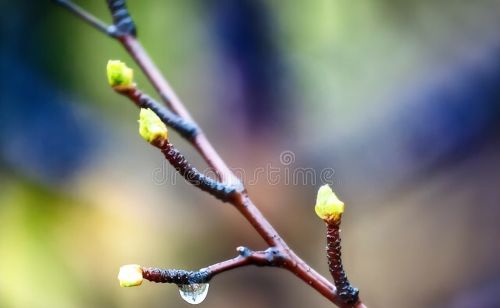 雨水节气将至，老话“雨水最怕不下雨”，今年情况大不同：啥说法