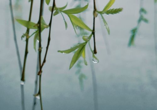 雨水节气将至，老话“雨水最怕不下雨”，今年情况大不同：啥说法