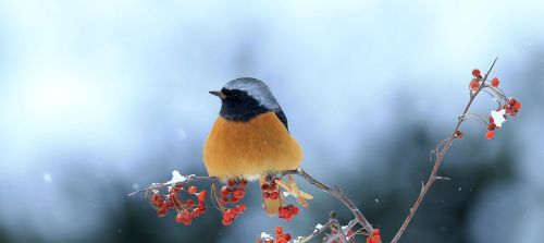 今日大雪，今冬冷不冷？明春旱不旱？看大雪就知道：谚语早有说明