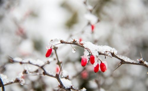 今日大雪，今冬冷不冷？明春旱不旱？看大雪就知道：谚语早有说明