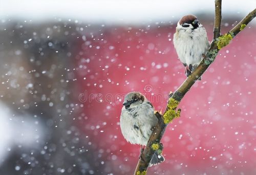 今日大雪，今冬冷不冷？明春旱不旱？看大雪就知道：谚语早有说明