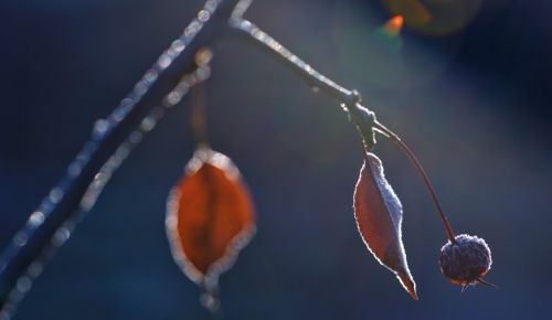 今年冬天冷吗？立冬三个特点很明显，点明今冬天气：建议提前了解