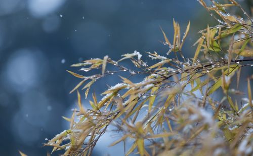 今年冬天冷吗？立冬三个特点很明显，点明今冬天气：建议提前了解