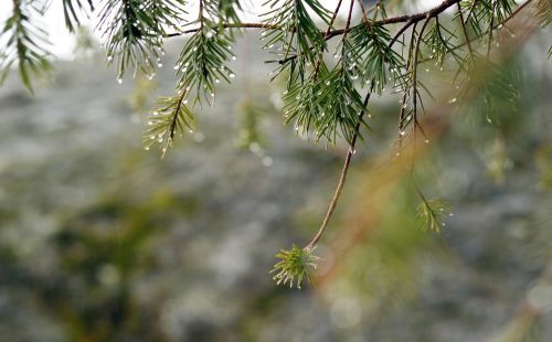 九月十三寒露，寒露节气三怕，占一项白忙、占两项白瞎：三怕指啥