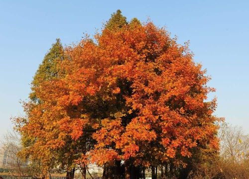 黄连木适合什么地区种植，北方可以种植吗？