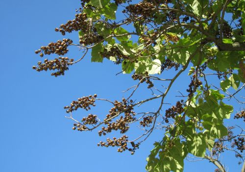 泡桐如何种植管理及防治病虫害