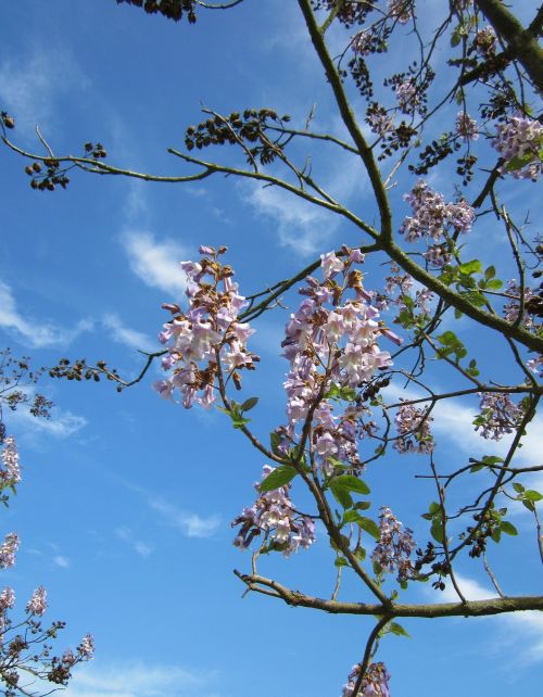 泡桐如何种植管理及防治病虫害