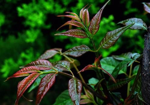 香椿树的种植及病虫害防治方法