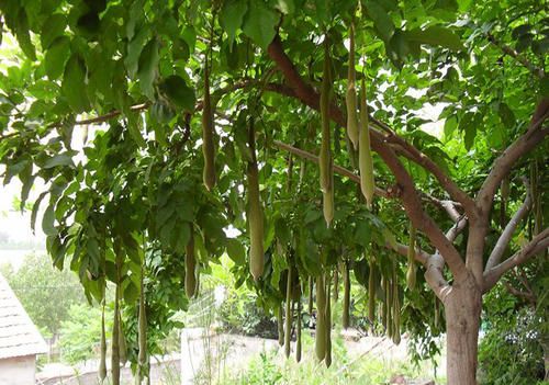 皂角树的种植方法
