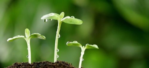 植物生长调节剂优点是什么，对人体有害吗？