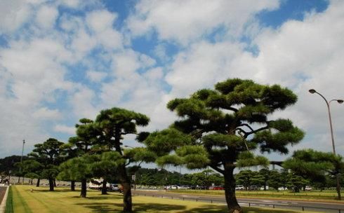 黑松种子种植方法及种植时间及注意事项