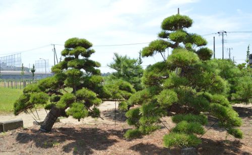 黑松种子种植方法及种植时间及注意事项