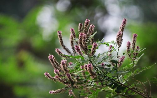 紫穗槐的种植方法