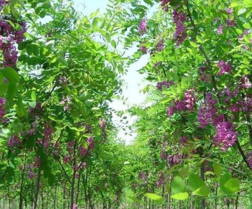 紫穗槐的种植方法