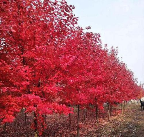 娜塔栎什么时候移栽、移植的时候注意什么