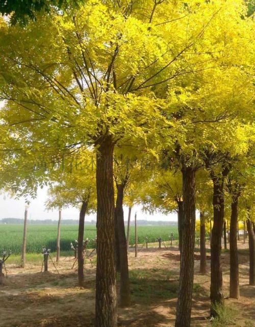 黄金栾树种植繁殖技术方法