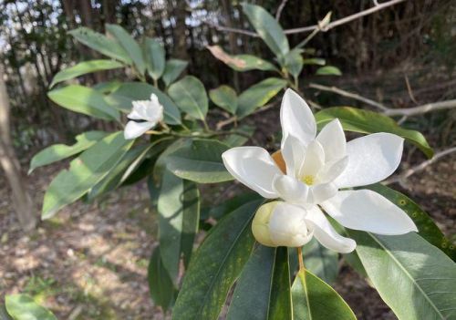 深山含笑花的养殖方法及多长时间开花