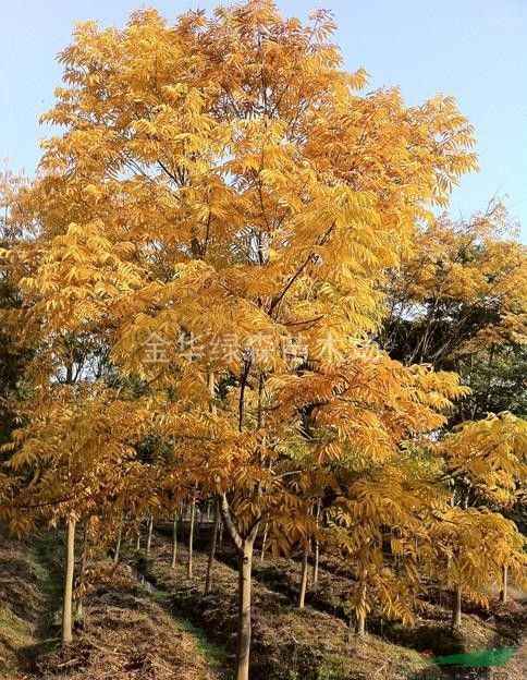 无患子几月份移栽及大苗移植技术方法