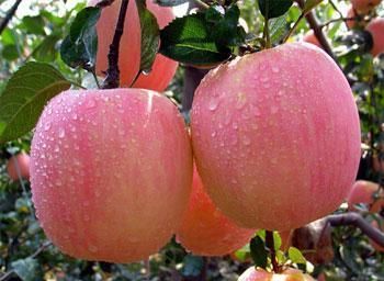 苹果的种植条件、种植技术与管理培植方法