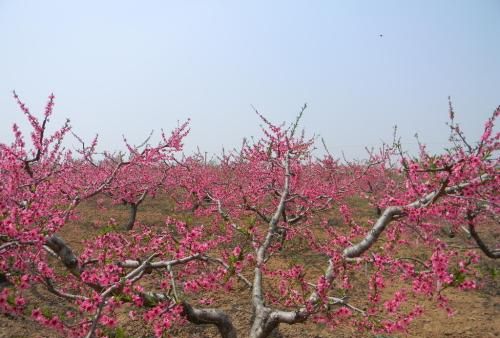 桃树嫁接方法及砧木的选择