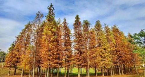 落羽杉适合哪里种植、种植技术要点及修剪的注意事项