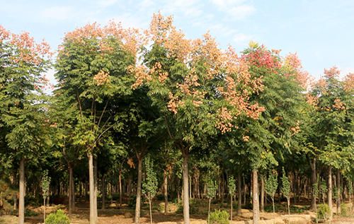 黄山栾树种植技术及病虫害识别防治