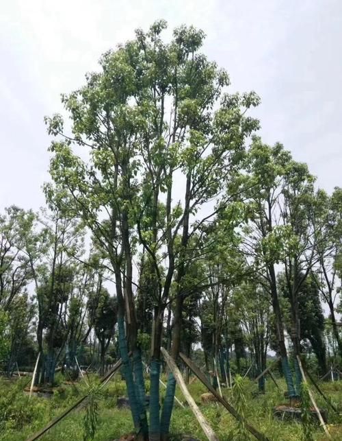 丛生香樟树种植技术及培育种植方法