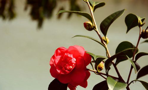 冬季茶花需“进补”，做好了不掉花苞不落叶