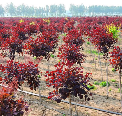 紫叶红栌栽培技术和繁殖方法