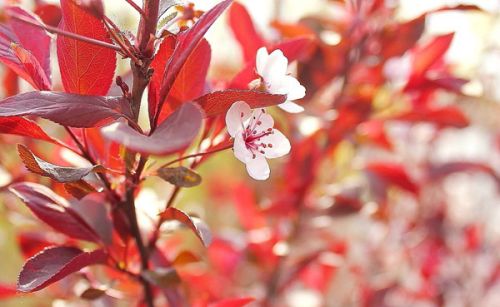 红叶李种植时间及管理