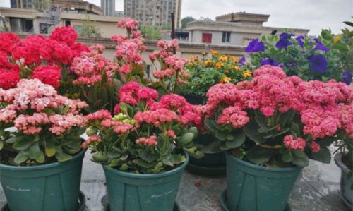 初秋这些花不能修剪，否则一年无花