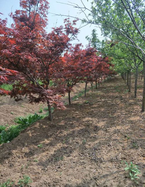 红枫移栽容易成活吗？日本红枫种植技术