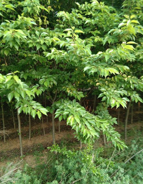 七叶树的种植和管理，七叶树怎么养护