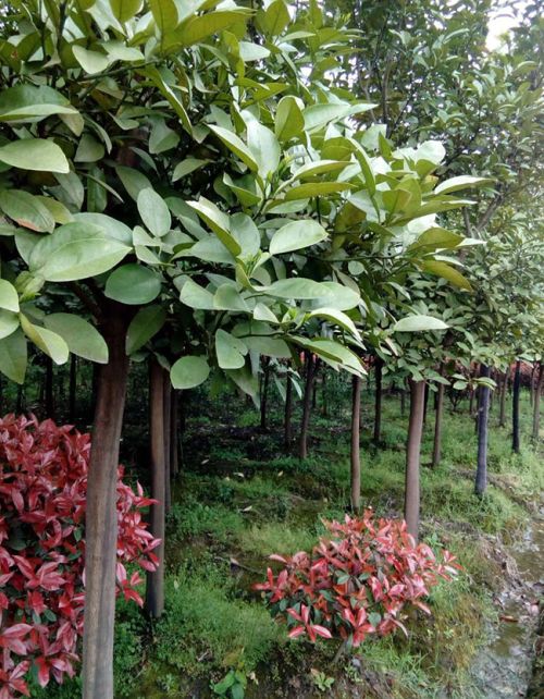香泡树怎么种植?香泡树管理和种植方法