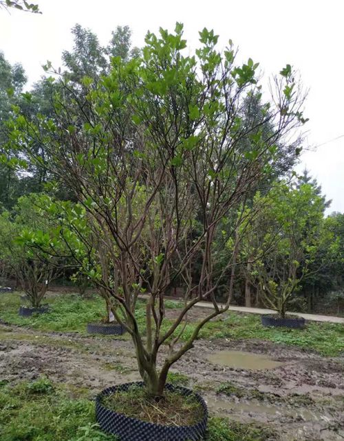 香泡树怎么种植?香泡树管理和种植方法