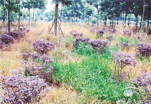 除草剂这么用不仅省钱防效还好