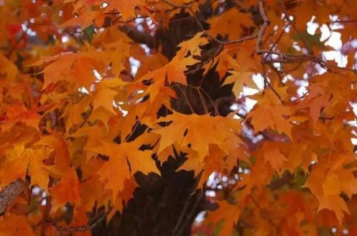 彩叶树种的黄金时代，是属于“槭树家族”的！