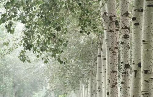 炎炎夏日，给大家介绍20种清凉的行道树！