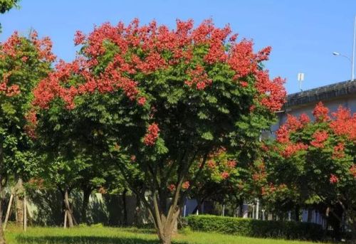 炎炎夏日，给大家介绍20种清凉的行道树！